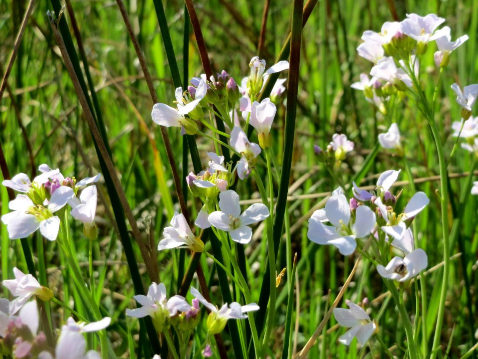 20150422Cardamine_pratensis1