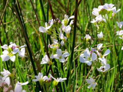 20150422Cardamine_pratensis1