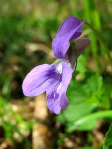 20150421Viola_odorata1