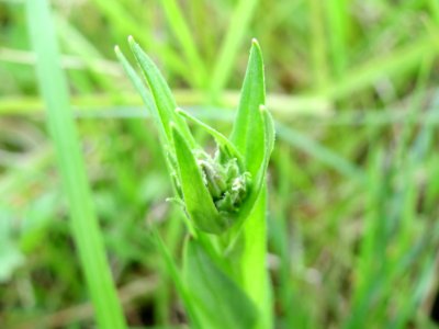 20150428Lychnis_flos-cuculi4