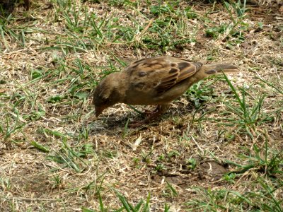20150810Passer_domesticus1