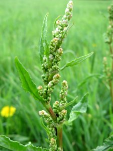 20150428Rumex_crispus1