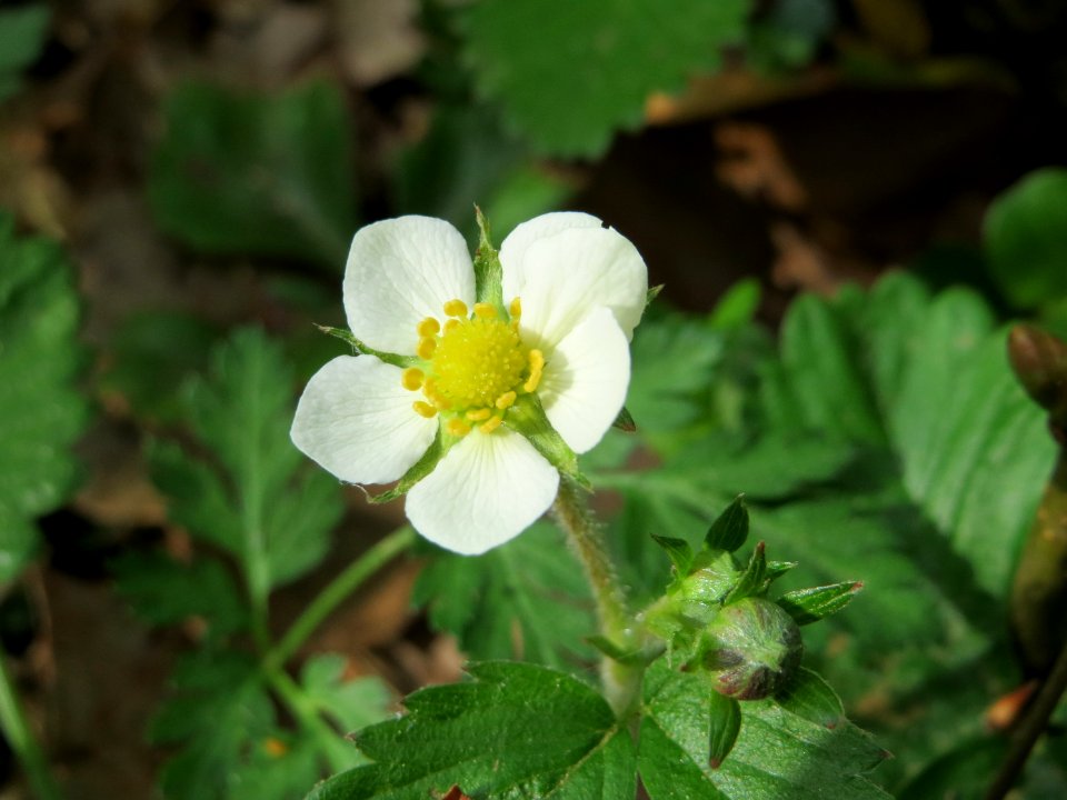 20150426Fragaria_vesca1