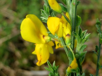20150426Cytisus_scoparius