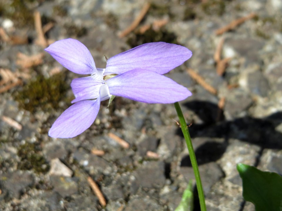 20150420Viola_reichenbachiana1