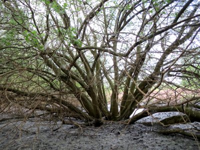 20150428Salix_cinerea03
