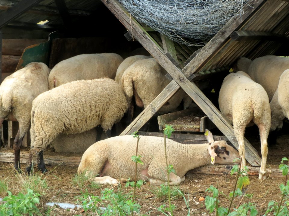 20150812Schalkenmehren2