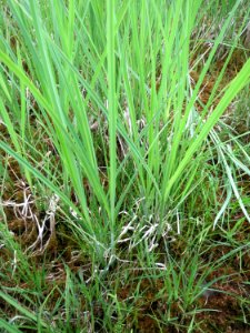 20150428Carex_acuta7