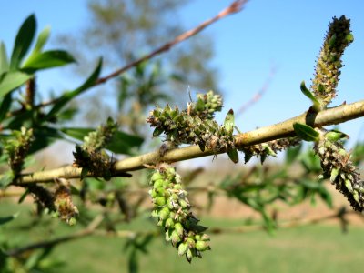 20150420Salix_purpurea2