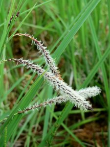 20150428Carex_acuta4