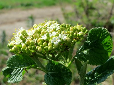 20150420Viburnum_lantana2