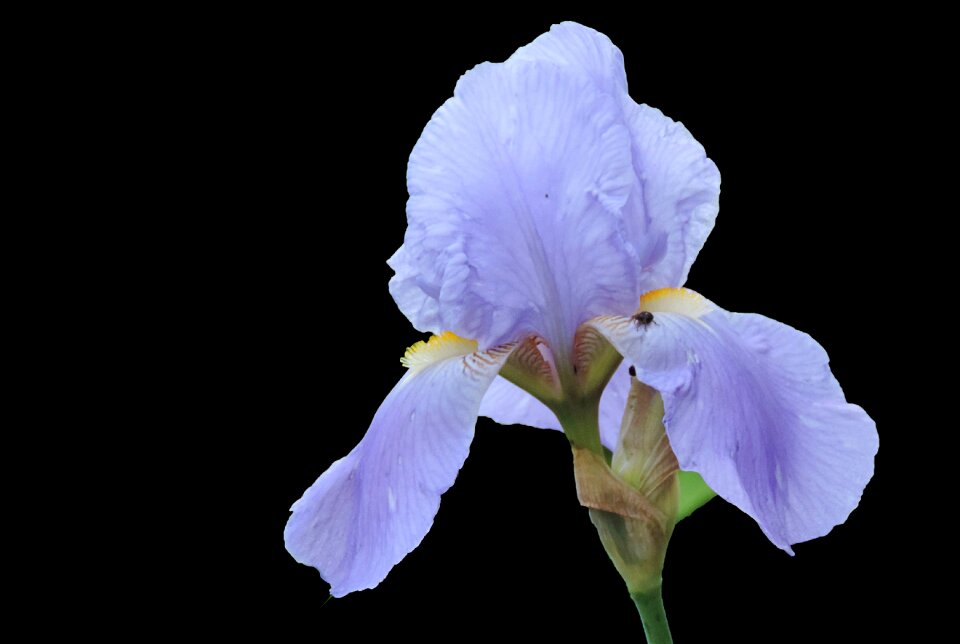 Blossom bloom blue