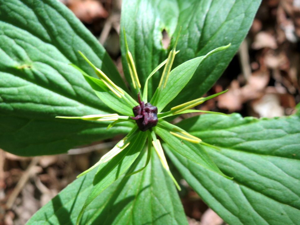 20150421Paris_quadrifolia15