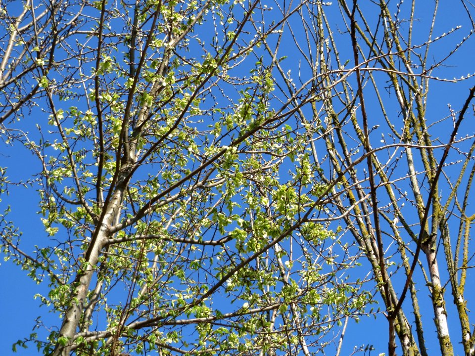 20150420Ulmus_minor1
