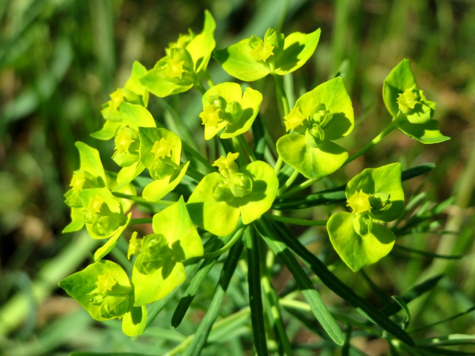 20150422Euphorbia_cyparissias1