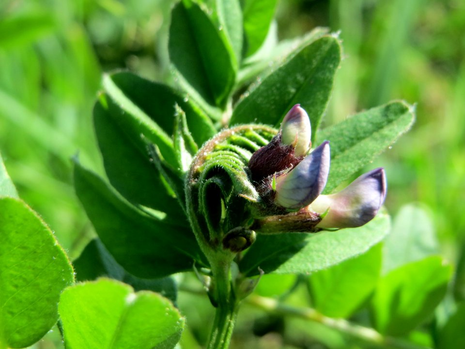20150420Vicia_sepium3