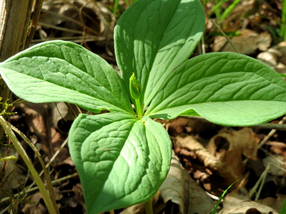 20150421Paris_quadrifolia04