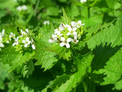 20150421Alliaria_petiolata1