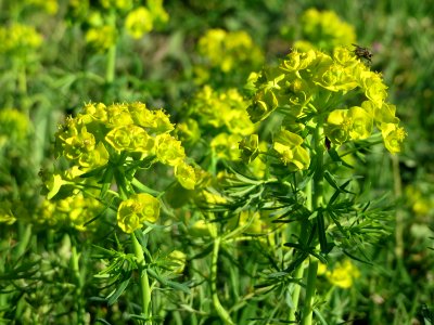 20150423Euphorbia_cyparissias2