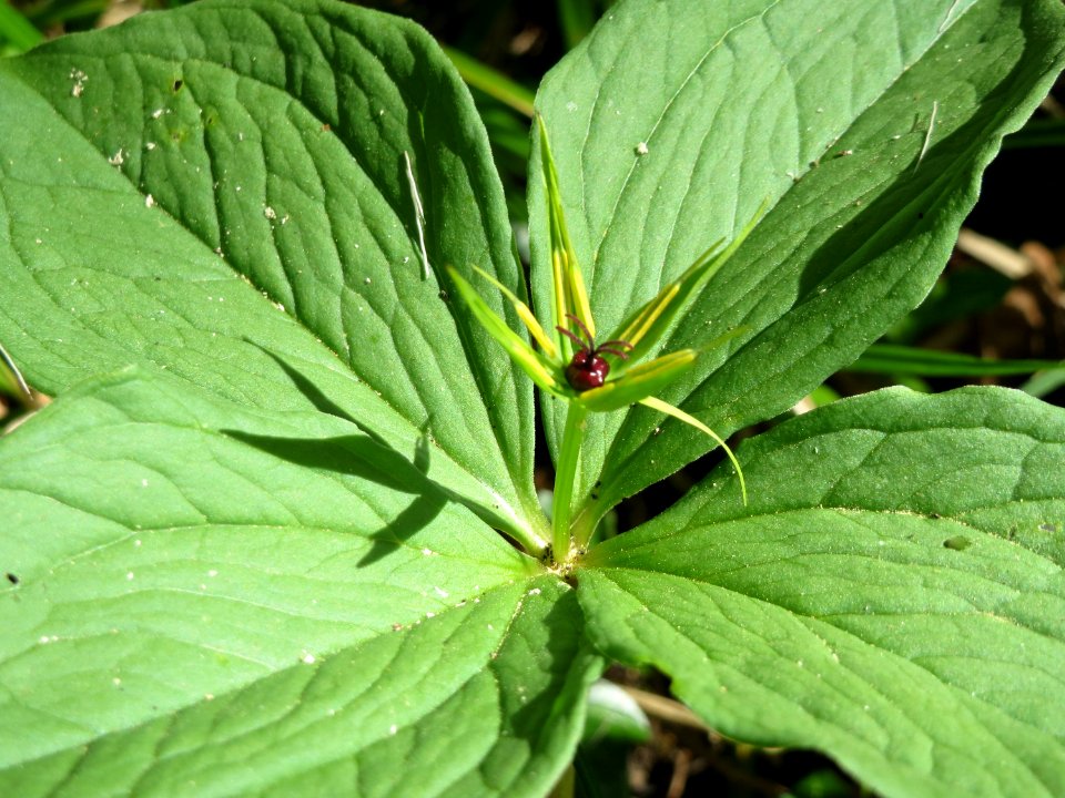 20150421Paris_quadrifolia08