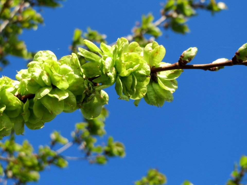 20150420Ulmus_minor5