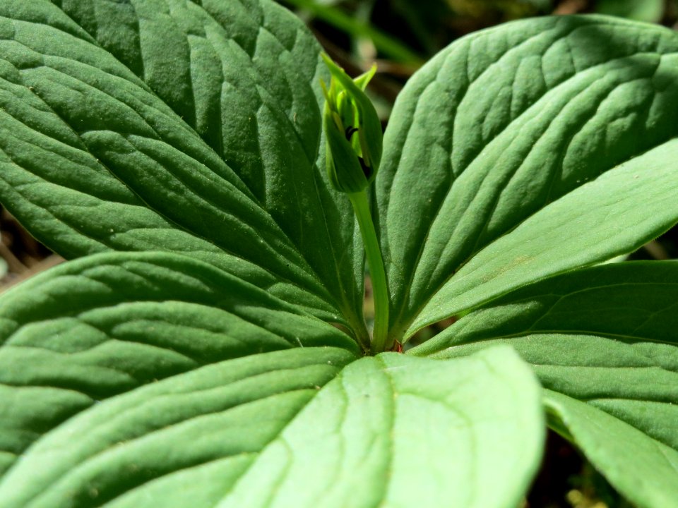 20150421Paris_quadrifolia02