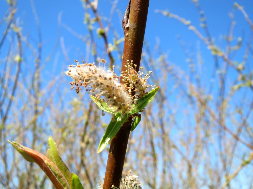 20150420Salix_purpurea4