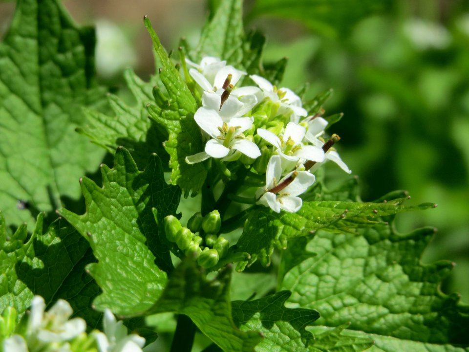 20150421Alliaria_petiolata3