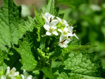 20150421Alliaria_petiolata3