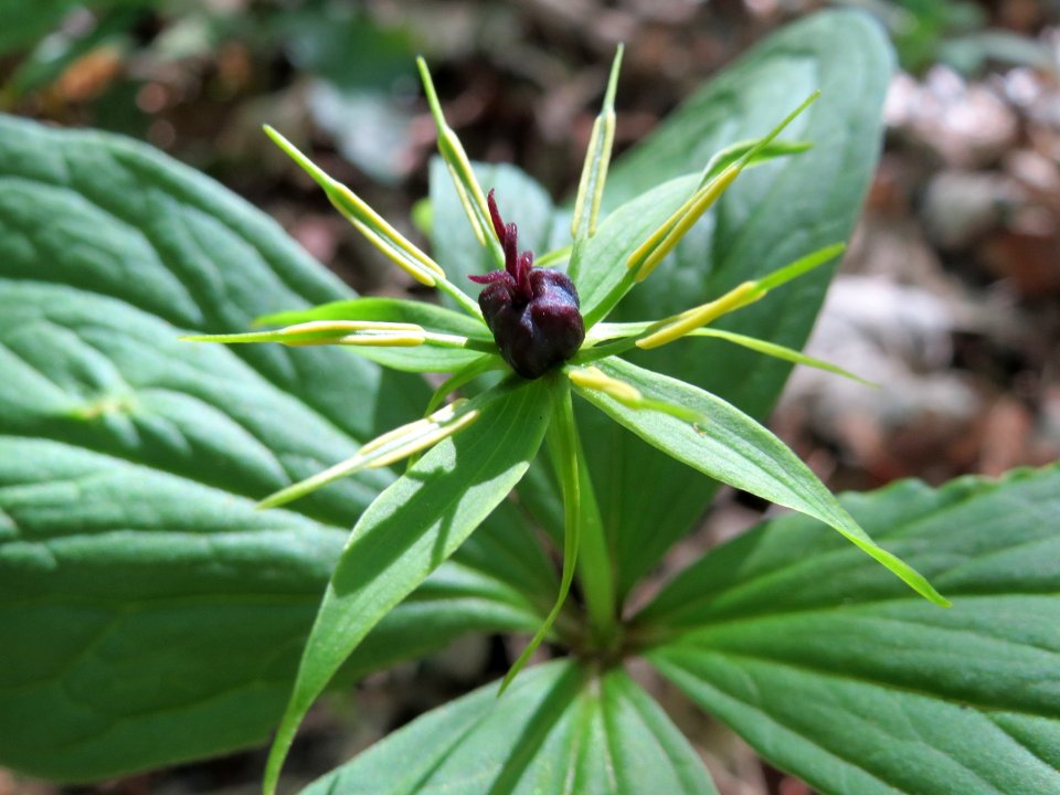 20150421Paris_quadrifolia14