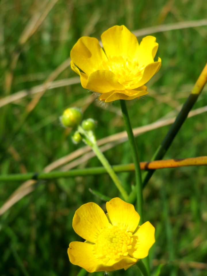 20150422Ranunculus_acris1