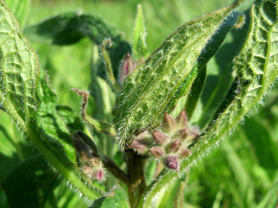 20150422Symphytum_officinale2