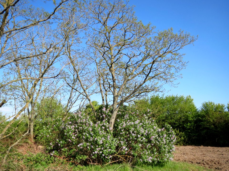 20150422Robinia_pseudoacacia3