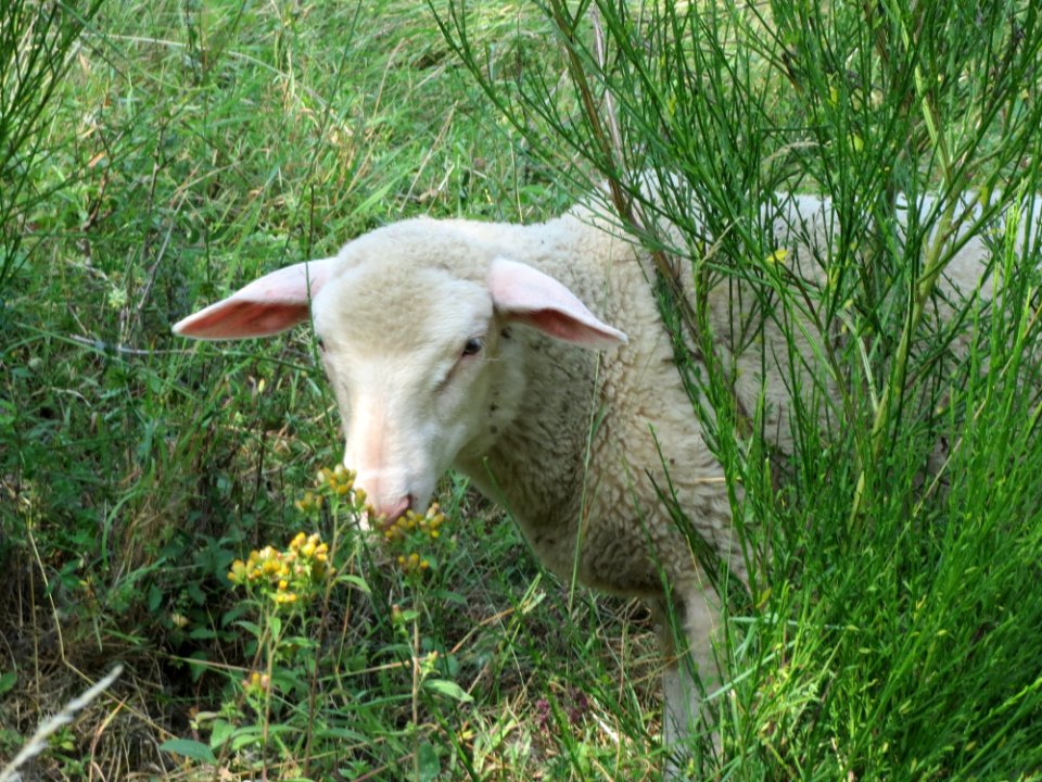 20150811Schalkenmehren5