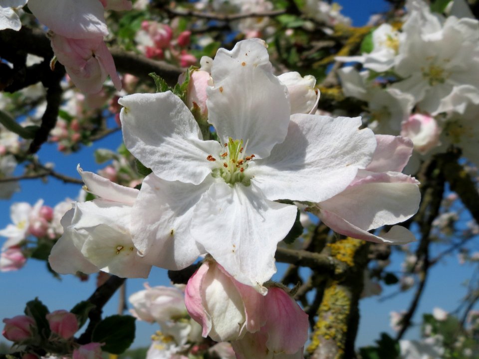 20150421Malus_domestica3