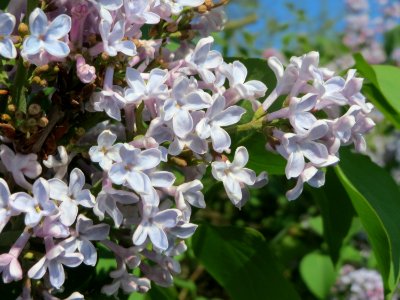 20150422Syringa_vulgaris1