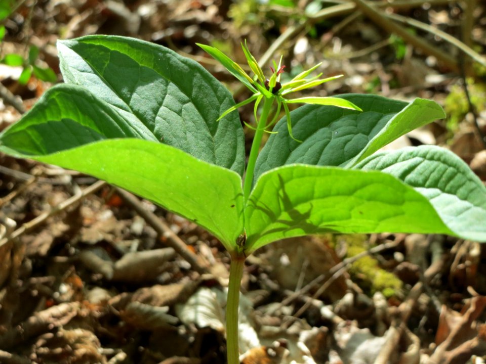 20150421Paris_quadrifolia13