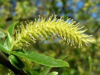 20150421Salix_alba4