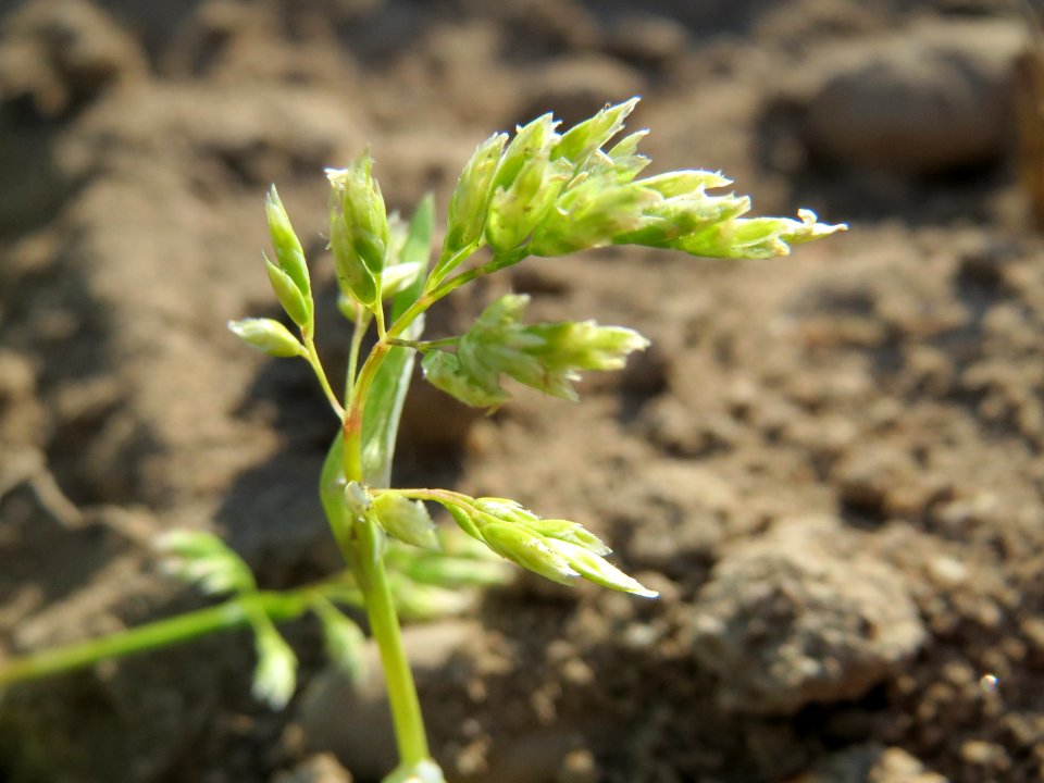 20150422Poa_annua2