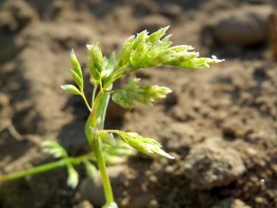 20150422Poa_annua2