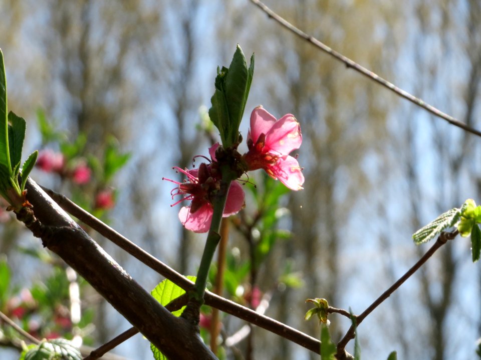 20150421Prunus_dulcis1