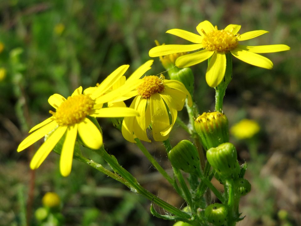 20150422Senecio_vernalis3