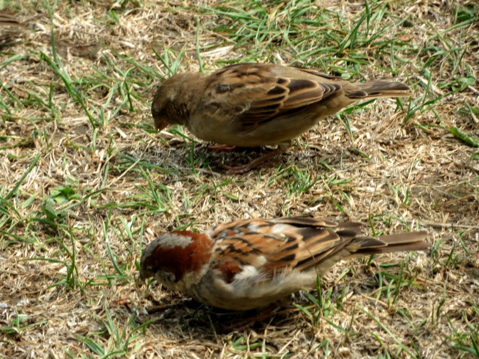 20150810Passer_domesticus2