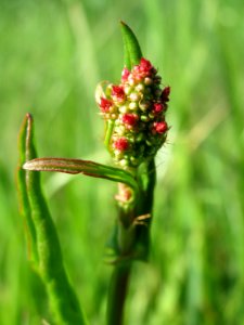 20150422Rumex_acetosa