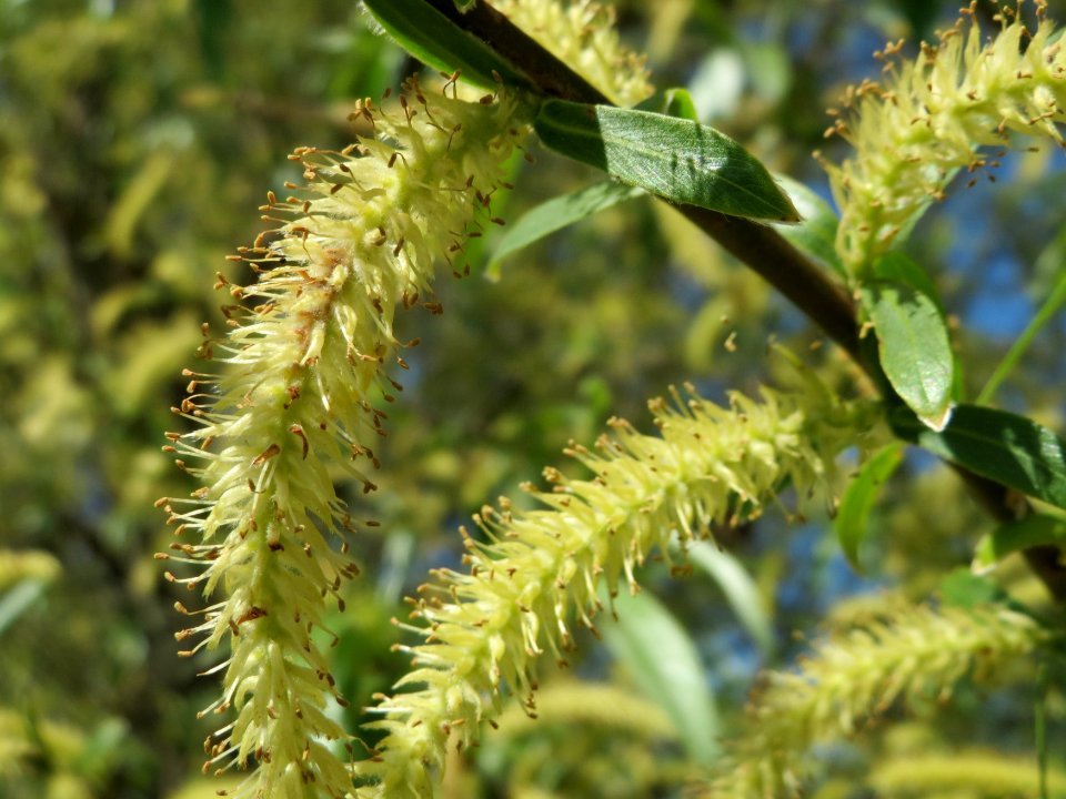 20150421Salix_alba2