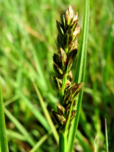 20150422Carex_cuprina09