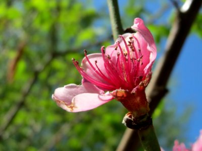 20150421Prunus_dulcis3