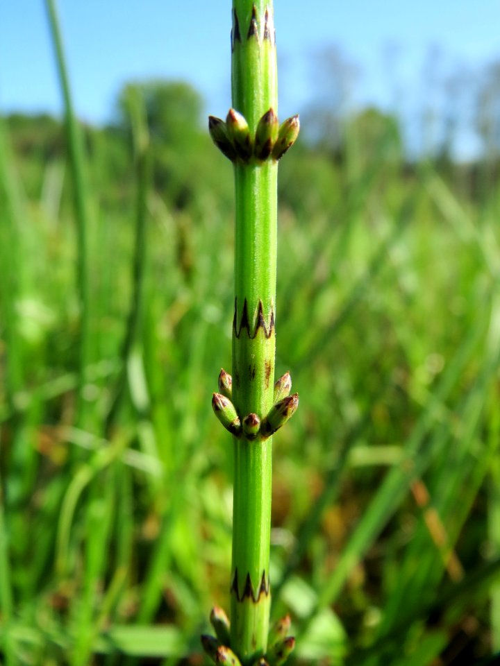 20150422Equisetum_palustre2