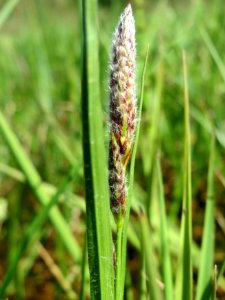 20150422Carex_hirta3