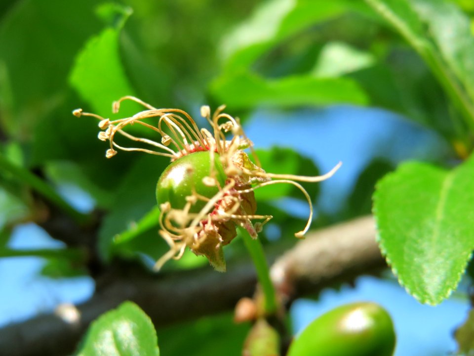 20150422Prunus_cerasifera3